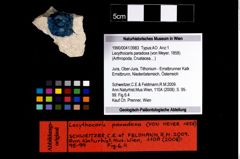 Foto (Objekt + Etikett) von Lecythocaris paradoxa (von Meyer, 1858)  (NHMW-GEO-1990-0041-3983)